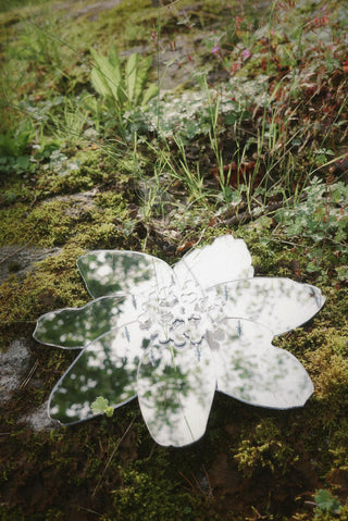 Mirror Wallflower Windflower