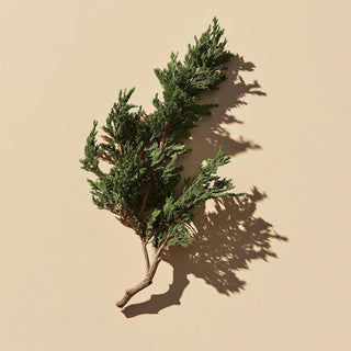 Doftpinnar - Jasmin Hinoki